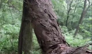 百岁野生猕猴桃树王 百岁野生猕猴桃树王